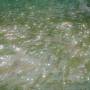 watersurface_screen3.jpg